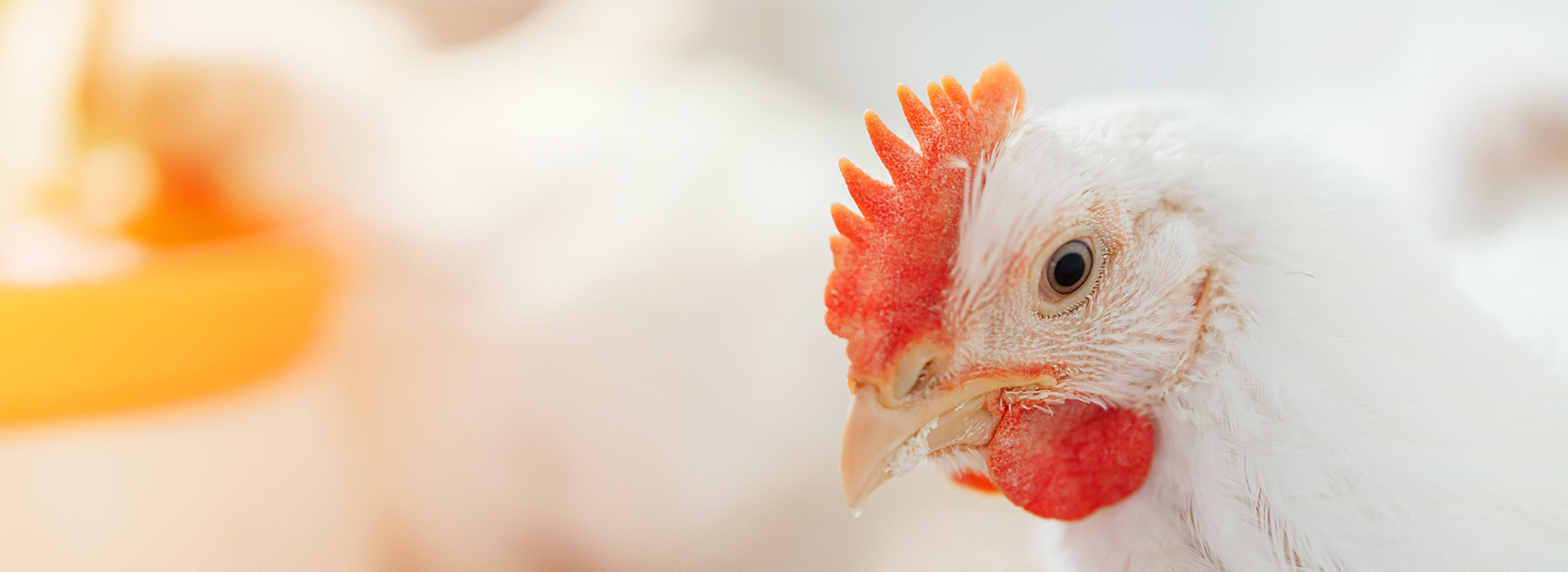 QPro Poultry slider